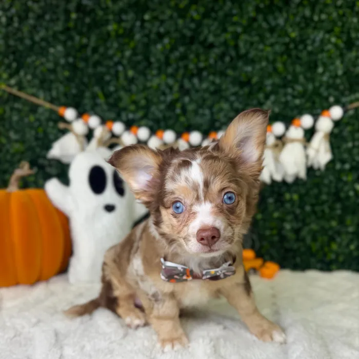 Male Chihuahua puppy named Freckles for sale at Puppy Dreams - Garland.