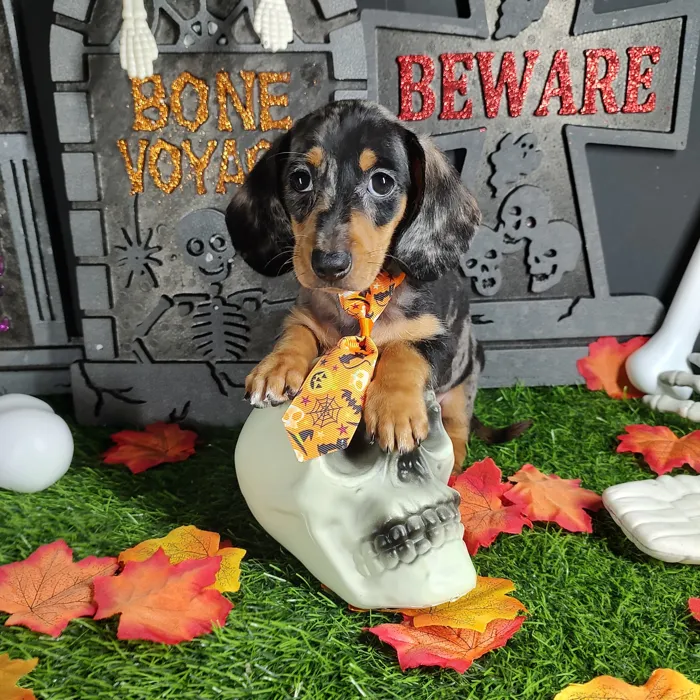 Male Dachshund puppy named *Mj* for sale at Puppy Dreams - Mansfield.