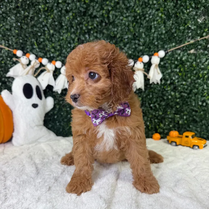 Male Cavapoo puppy named Peanut for sale at Puppy Dreams - Garland.
