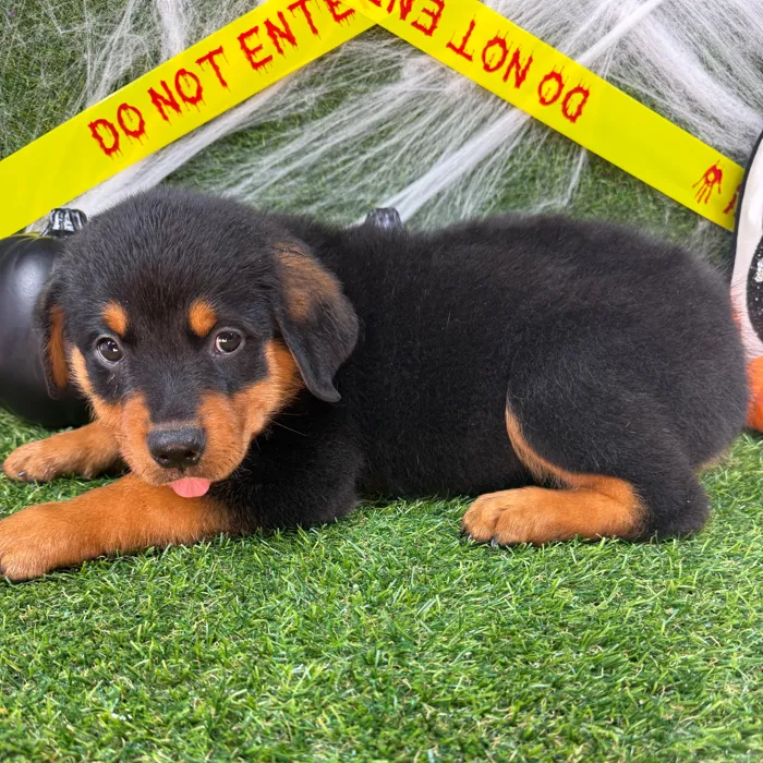 Male Rottweiler puppy named Arlo for sale at Puppy Dreams - Arlington.