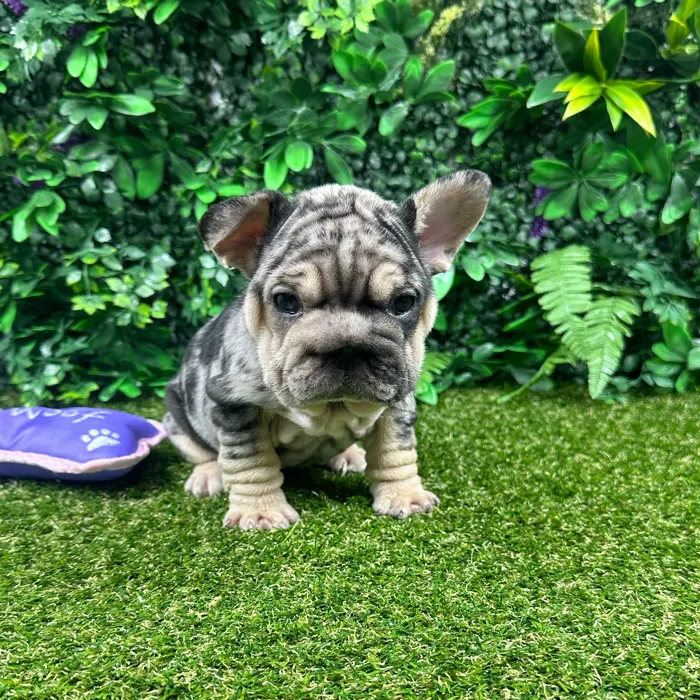 Male French Bulldog puppy named King for sale at Puppy Dreams - Parks Mall.