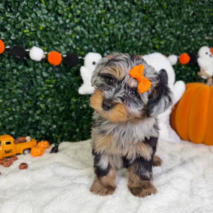 Female Yorkie-Poo puppy named Pearl for sale at Puppy Dreams - Garland.
