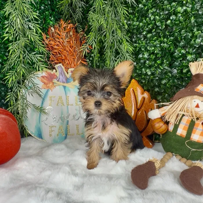 Female Yorkie puppy named Boo for sale at Puppy Dreams - Denton.