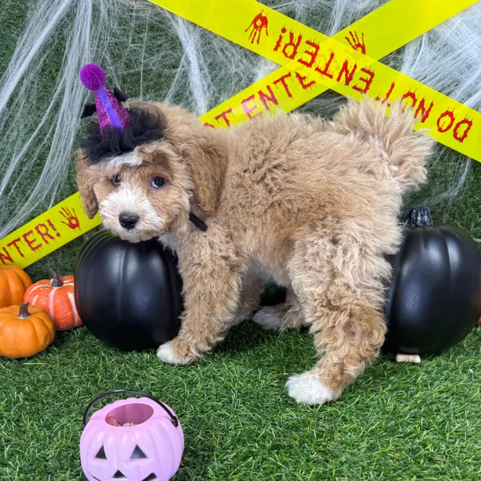 Female Bichon-Poodle puppy named Lily for sale at Puppy Dreams - Arlington.