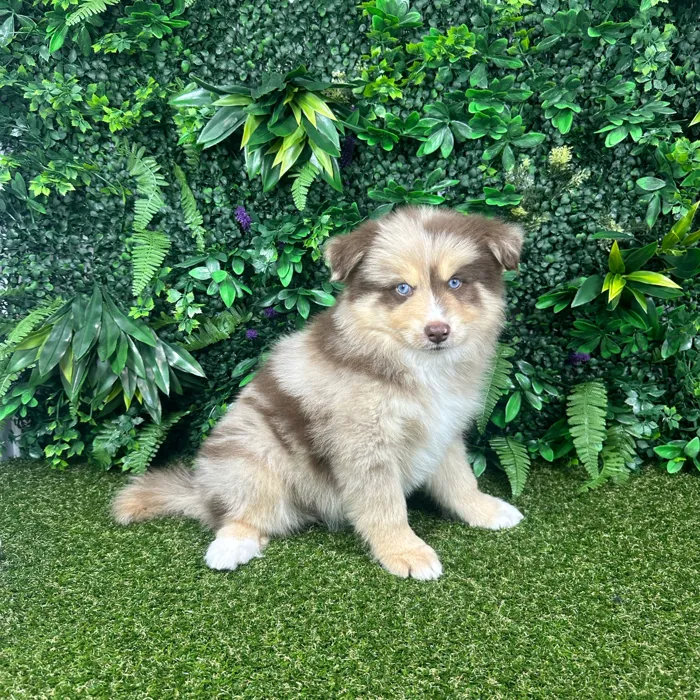 Male Pomsky puppy named Toby for sale at Puppy Dreams - Parks Mall.