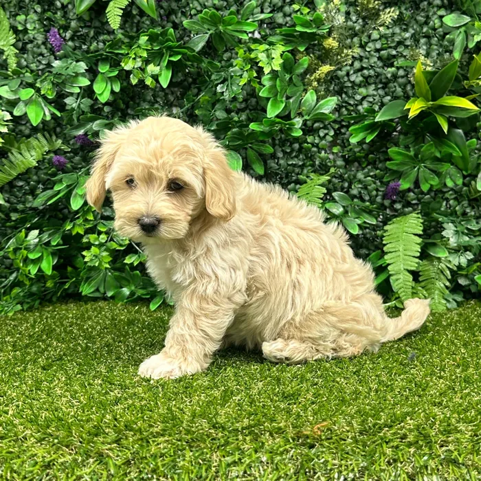 Female Maltipoo puppy named Meadow for sale at Puppy Dreams - Parks Mall.