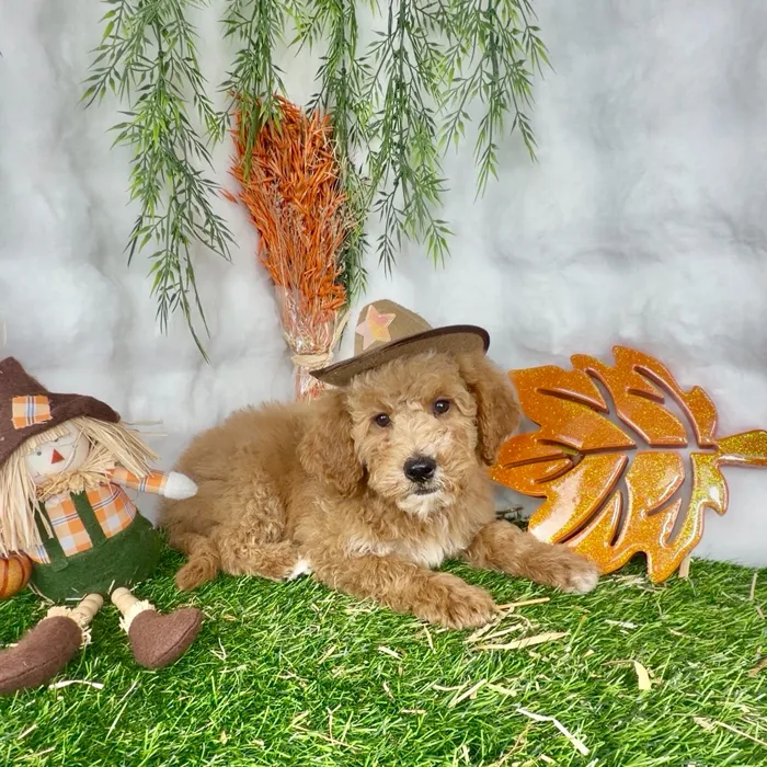 Male Mini Goldendoodle puppy named Mike for sale at Puppy Dreams - Denton.