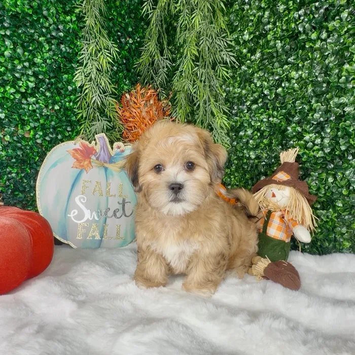 Female Shih Tzu puppy named Maple for sale at Puppy Dreams - Denton.