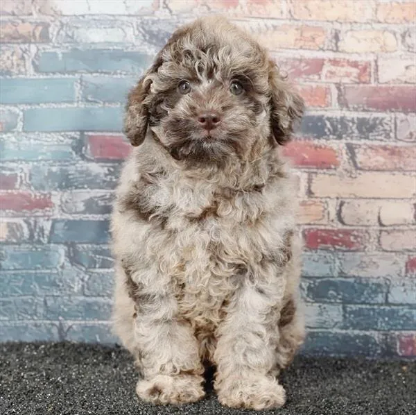 Male Shizapoo puppy for sale at Puppy Dreams - Arlington.