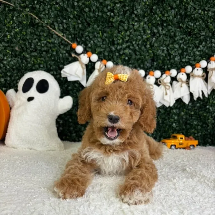 Female Mini Goldendoodle puppy named Maple for sale at Puppy Dreams - Garland.