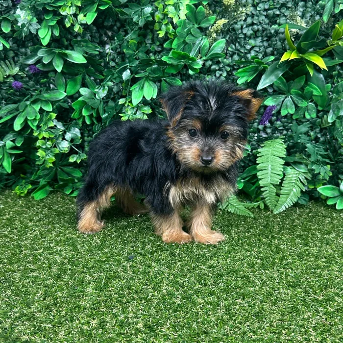 Female Yorkie puppy named Sage for sale at Puppy Dreams - Parks Mall.