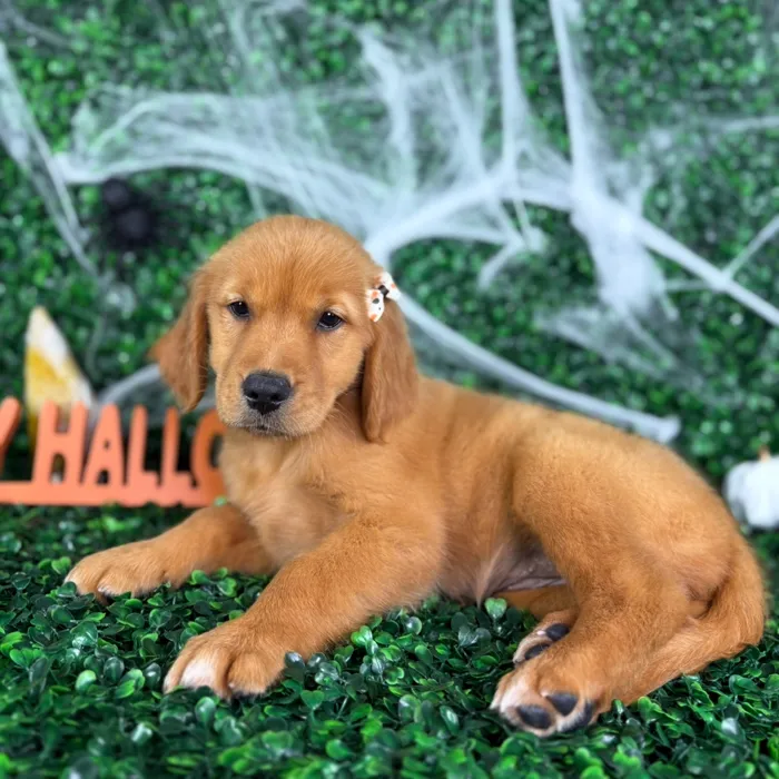 Female Golden Retriever puppy named Sugar for sale at Puppy Dreams - North Richland Hills.