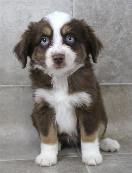 Male Mini Aussie puppy for sale at Puppy Dreams - North Richland Hills.