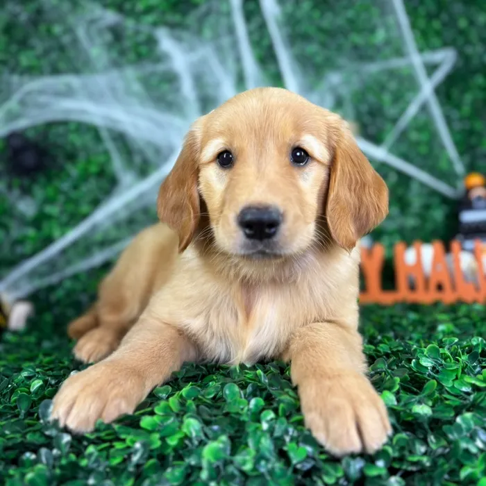 Female Golden Retriever puppy named Violet for sale at Puppy Dreams - North Richland Hills.