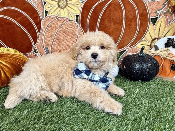 Male Poodle Toy puppy named Loki for sale at Puppy Dreams - Carrollton.