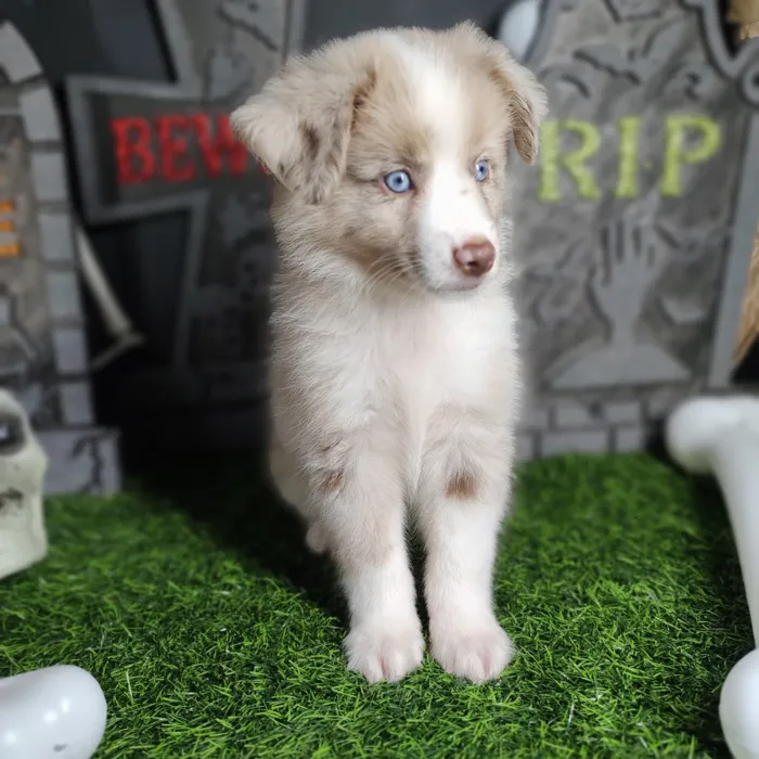 Male Mini Aussie puppy named *Elvis* for sale at Puppy Dreams - Mansfield.