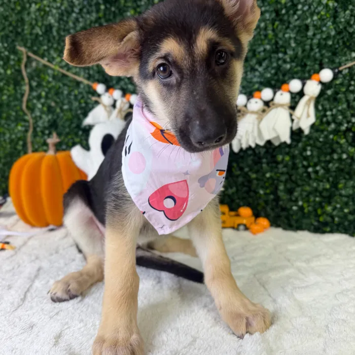 Female German Shepherd puppy named Stella for sale at Puppy Dreams - Garland.