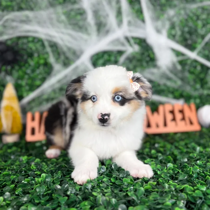 Female Mini Aussie puppy named Pepper for sale at Puppy Dreams - North Richland Hills.