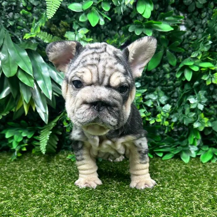 Male French Bulldog puppy named King for sale at Puppy Dreams - Parks Mall.