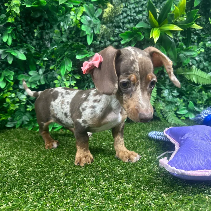 Female Dachshund puppy named Sunny for sale at Puppy Dreams - Parks Mall.