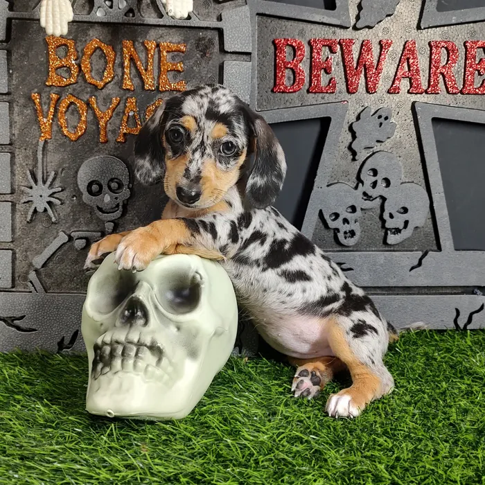 Female Dachshund puppy named *Diana* for sale at Puppy Dreams - Mansfield.