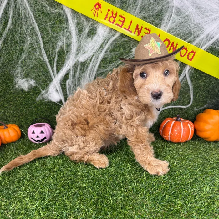 Male Mini Goldendoodle puppy named Dash for sale at Puppy Dreams - Arlington.
