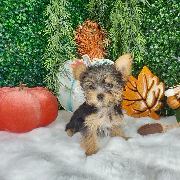 Female Yorkie puppy named Boo for sale at Puppy Dreams - Denton.