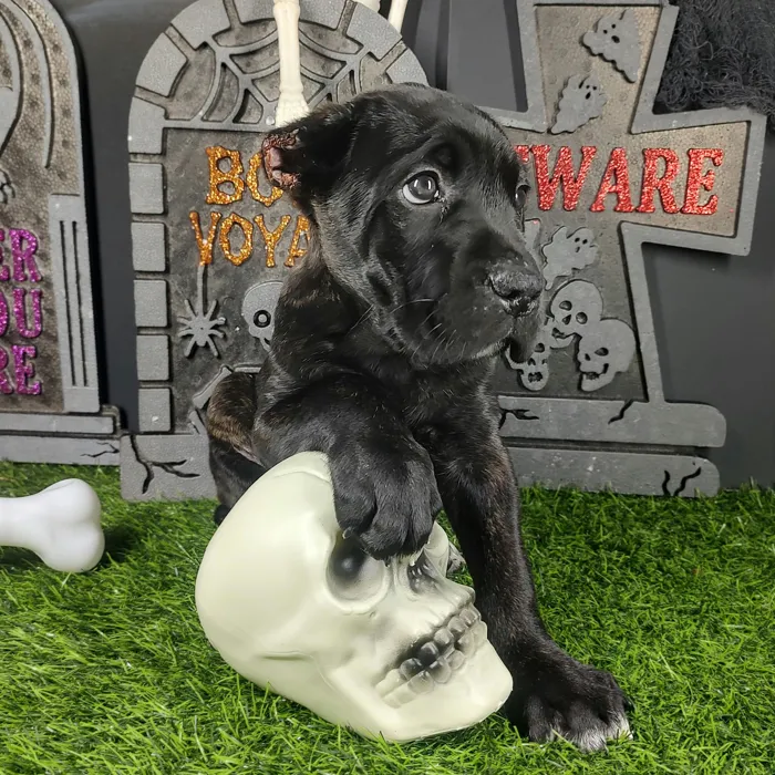 Male Cane Corso puppy named Fred for sale at Puppy Dreams - Mansfield.
