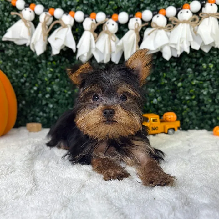Male Yorkie puppy named Ranger for sale at Puppy Dreams - Garland.