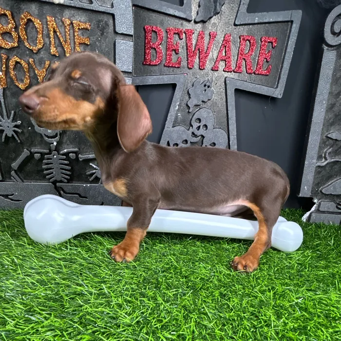 Male Dachshund puppy named *Scooby-Doo* for sale at Puppy Dreams - Mansfield.