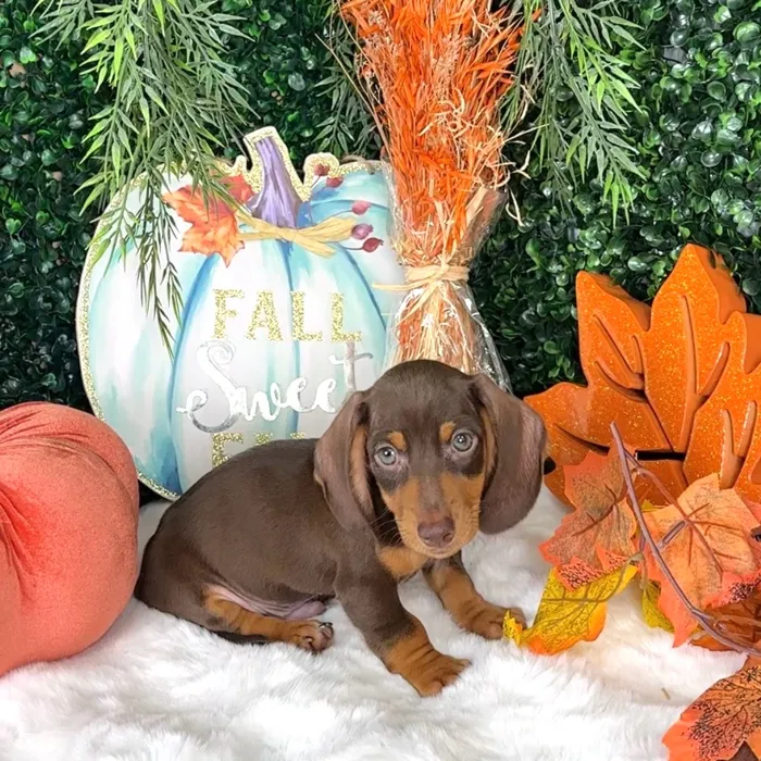 Male Dachshund puppy named Stefan for sale at Puppy Dreams - Denton.