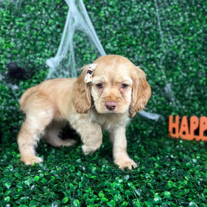 Female Cocker Spaniel puppy named Stella for sale at Puppy Dreams - North Richland Hills.
