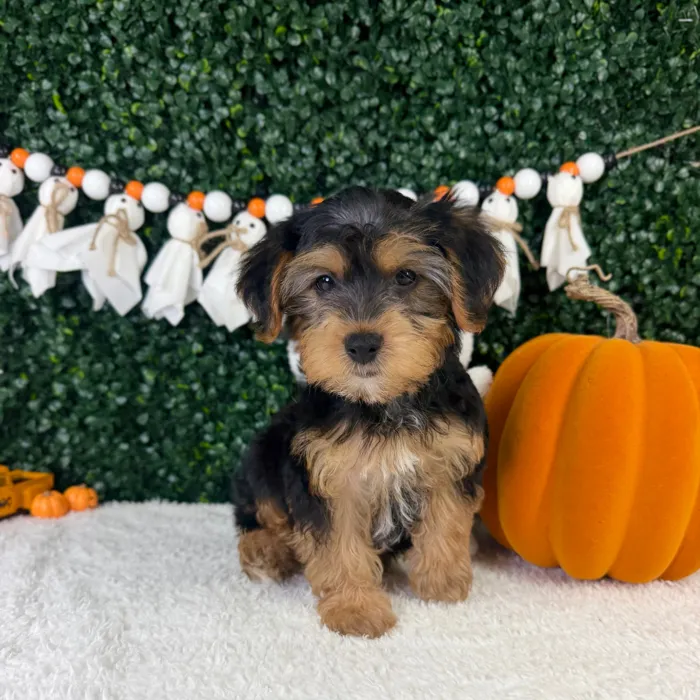 Male Yorkie-Poo puppy named Tobi for sale at Puppy Dreams - Garland.