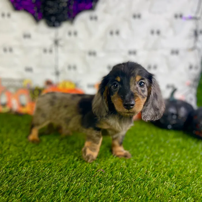 Male Dachshund puppy named Jazz for sale at Puppy Dreams - Carrollton.