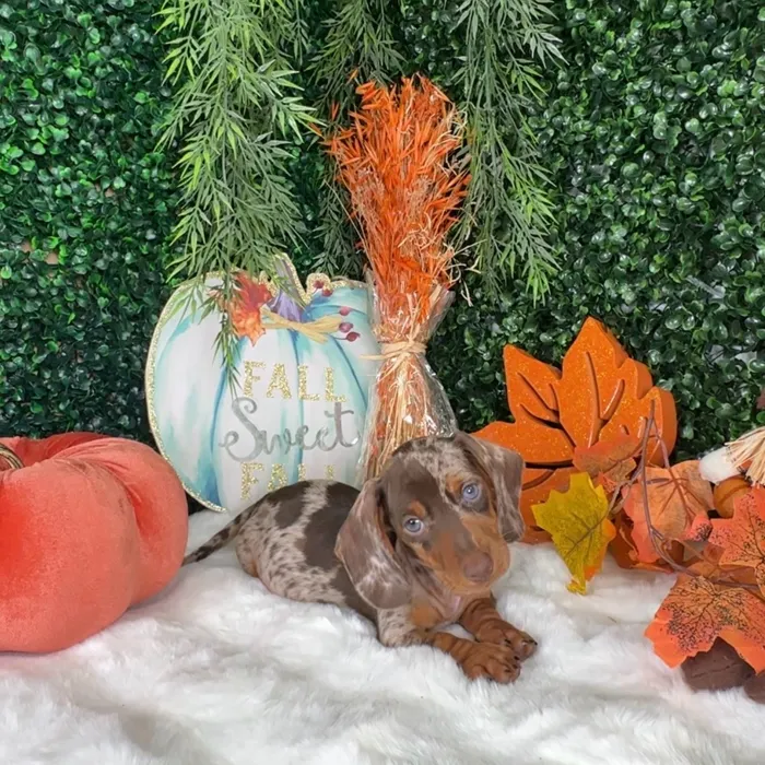 Male Dachshund puppy named Damon for sale at Puppy Dreams - Denton.