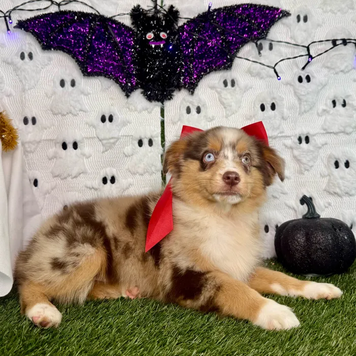 Female Mini Aussie puppy named Pixel for sale at Puppy Dreams - Carrollton.