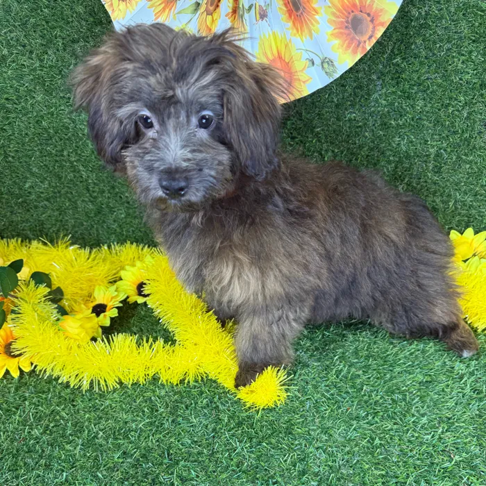 Male Havapoo puppy named Toffee for sale at Puppy Dreams - Arlington.