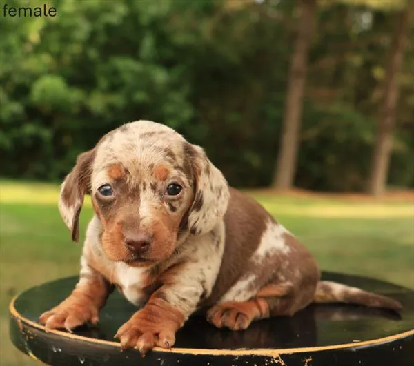 Female Dachshund puppy for sale at Puppy Dreams - Garland.