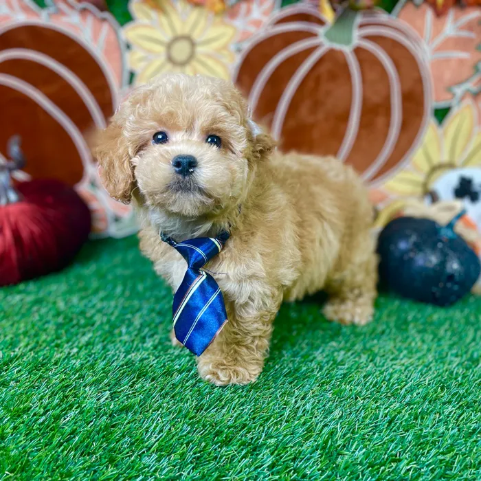 Male Cockapoo puppy named Benji for sale at Puppy Dreams - Carrollton.