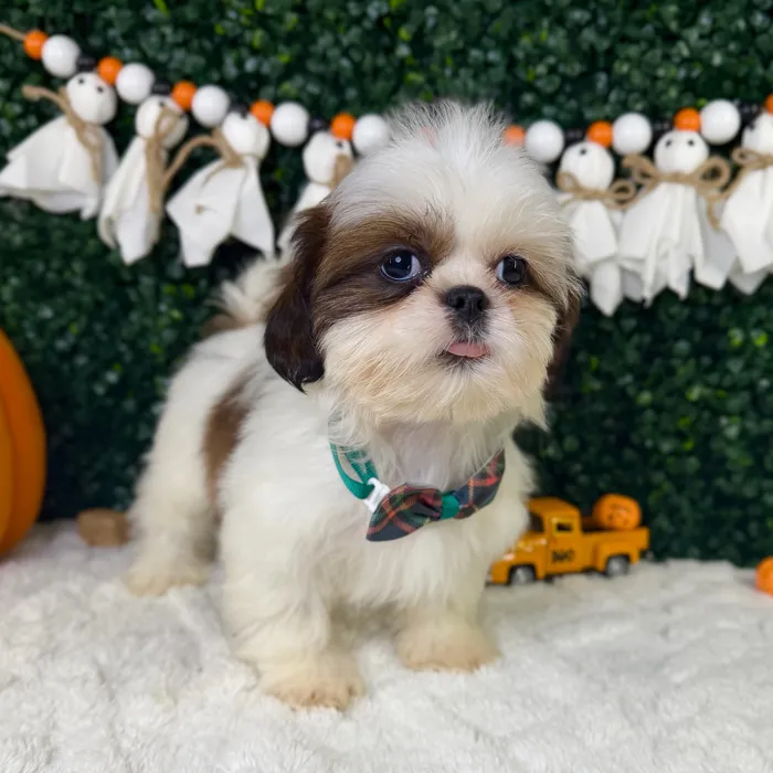 Male Shih Tzu puppy named Mr.Fluffy for sale at Puppy Dreams - Garland.