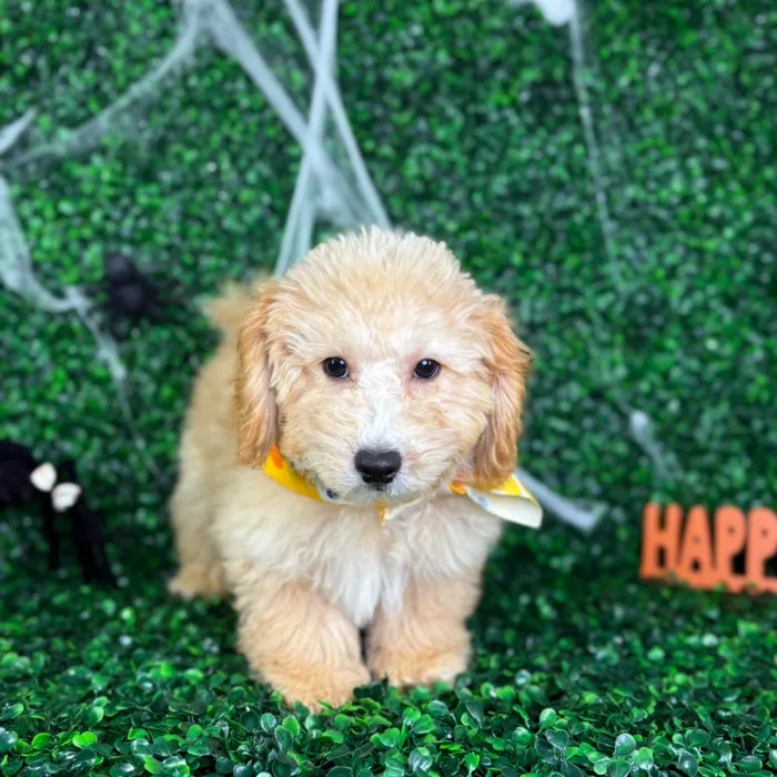 Male Bichon-Poodle puppy named Bentley for sale at Puppy Dreams - North Richland Hills.