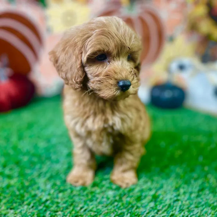 Male Mini Goldendoodle puppy named Buster for sale at Puppy Dreams - Carrollton.