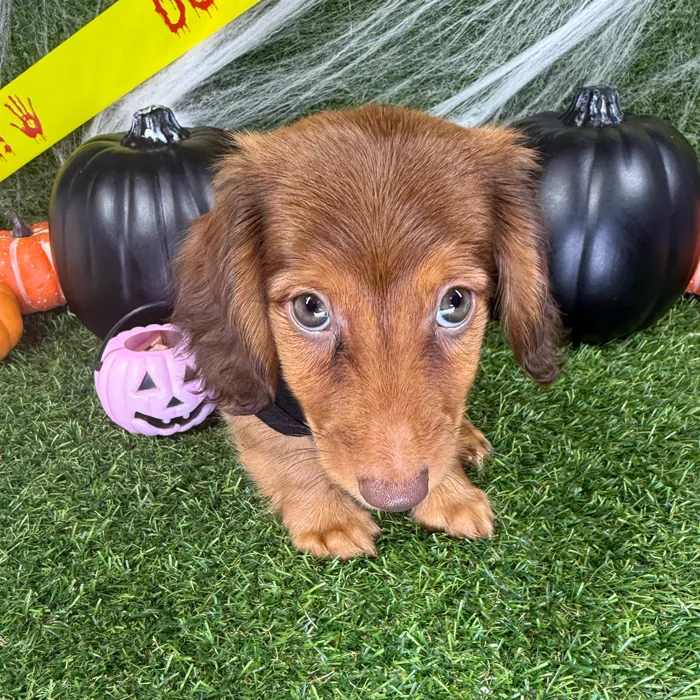 Male Dachshund puppy named Moose for sale at Puppy Dreams - Arlington.