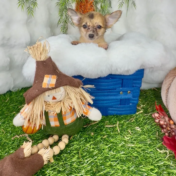 Female Chihuahua puppy named Penelope for sale at Puppy Dreams - Denton.