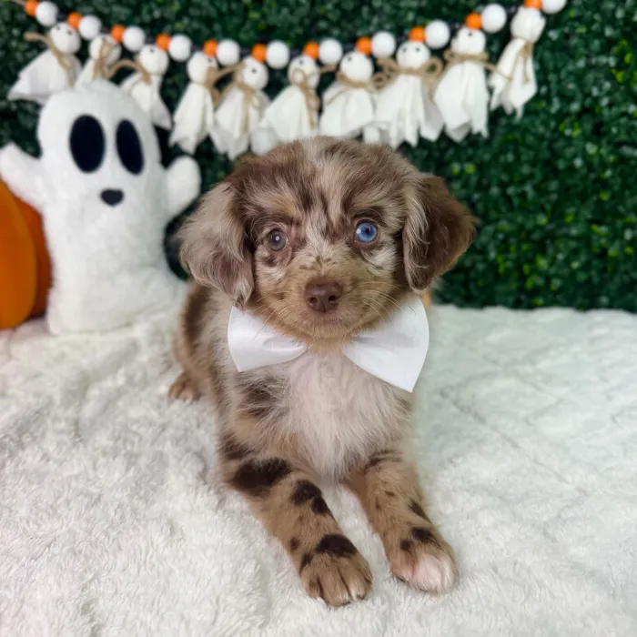 Male Mini Aussiedoodle puppy named Hershey for sale at Puppy Dreams - Garland.