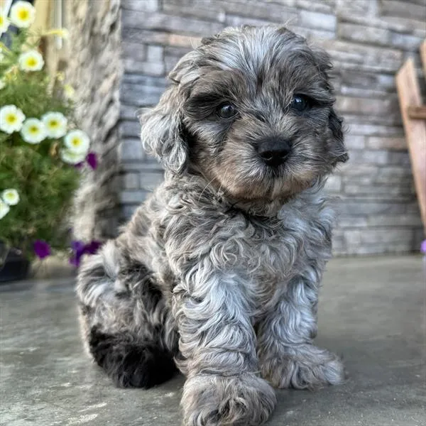 Male Mini Goldendoodle puppy for sale at Puppy Dreams - Mansfield.