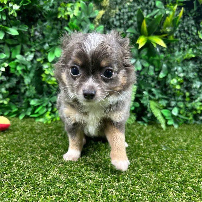 Male Chihuahua puppy named Rocky for sale at Puppy Dreams - Parks Mall.