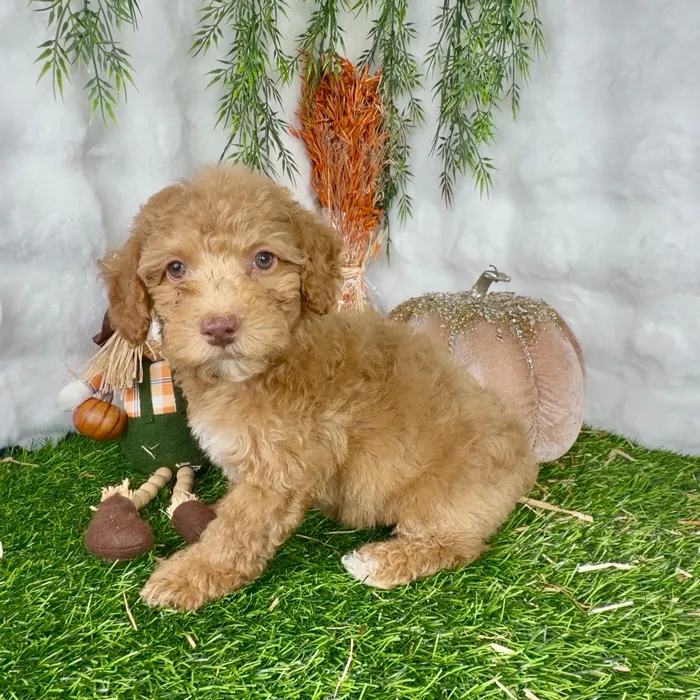 Female Mini Poodle puppy named Ruby for sale at Puppy Dreams - Denton.