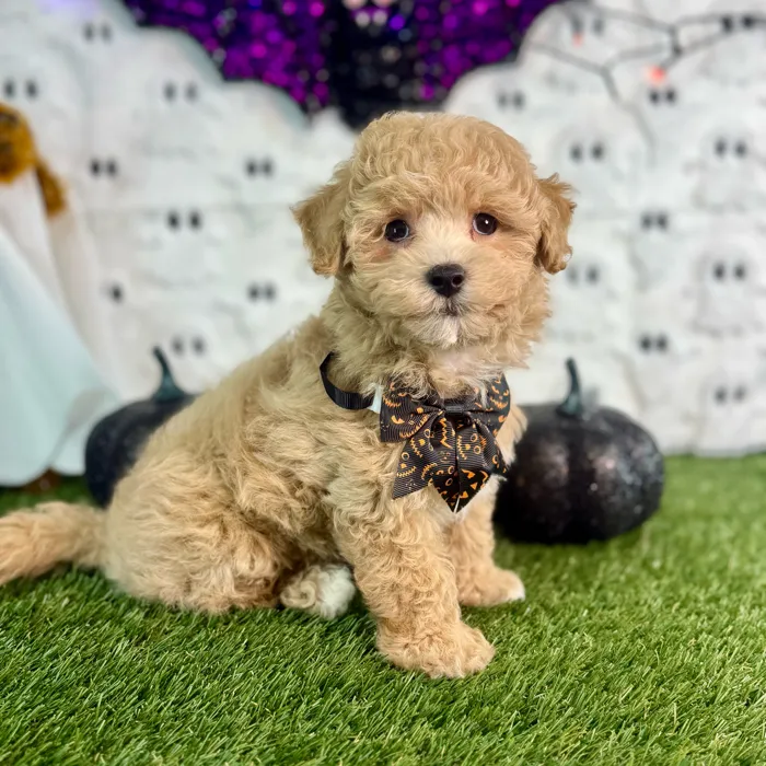 Male Maltipoo puppy named Tater for sale at Puppy Dreams - Carrollton.