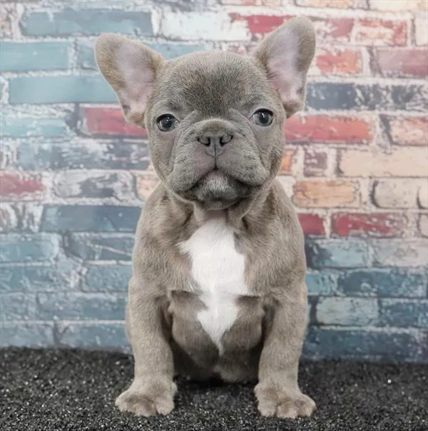 Male French Bulldog puppy for sale at Puppy Dreams - North Richland Hills.